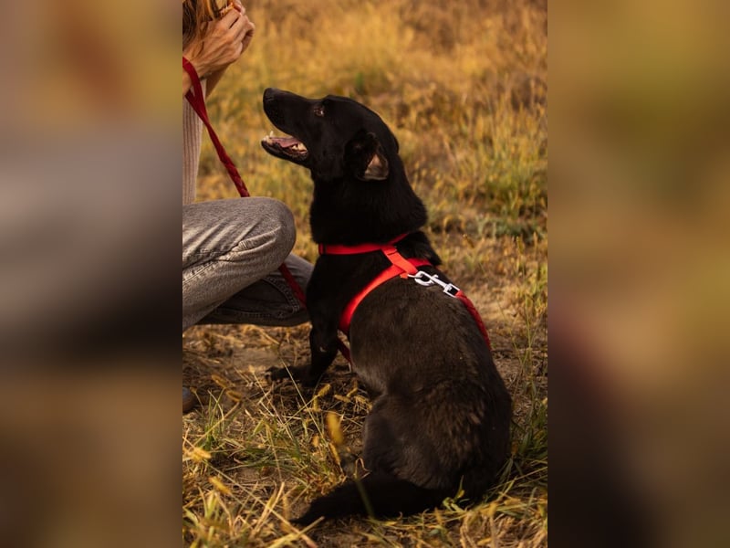 Blacky Aron ♥️ so verschmuster & verspielter Rüde