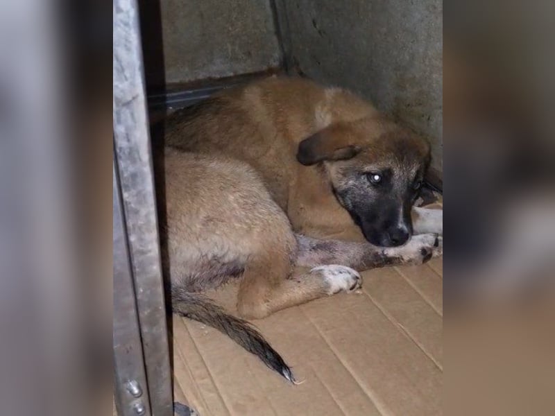 Liebste ♥ Lisa ♥ die pure Lebensfreude - tolle Familienhündin