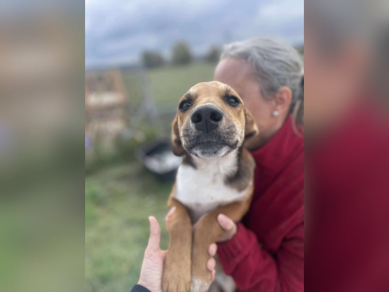 Welpenmädchen Mandy