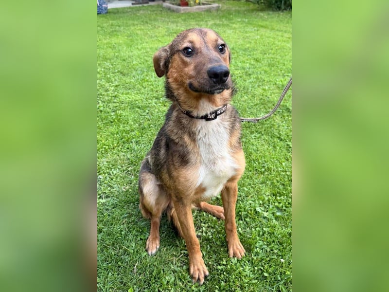 HUGO❤️wer zeigt diesem liebenswerten Charmeur, wie sich Zuhause anfühlt?
