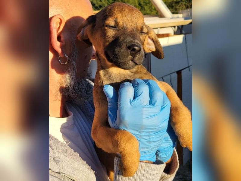 Tilly ❤️ aufgeweckte, lebenslustige Maus