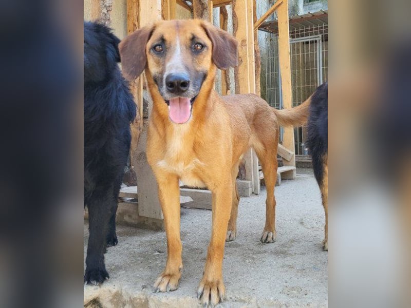 Sanfter ♥Amigo♥ erwartet dich bereits in 74749 Rosenberg