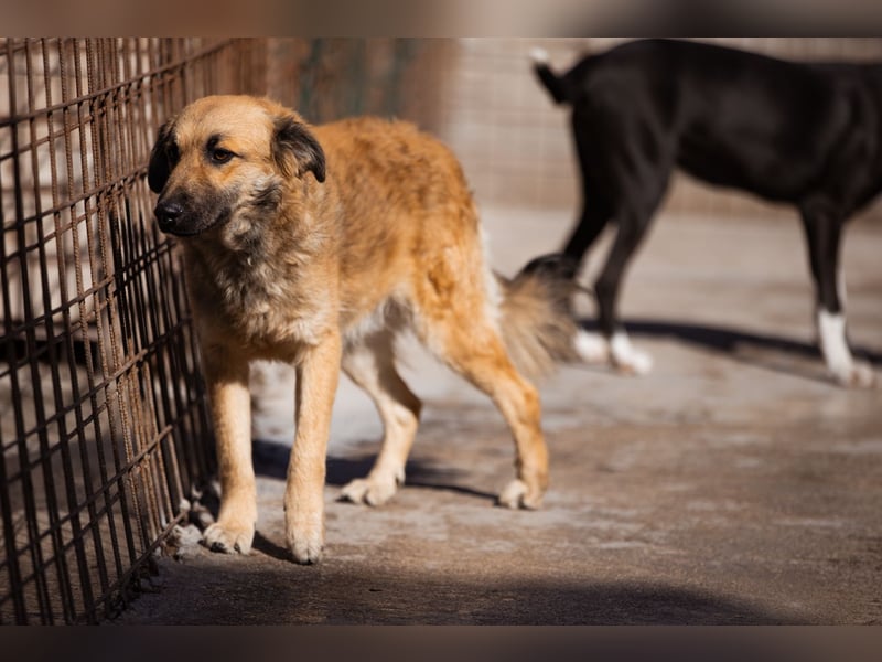 Ben ❤️ schmusiger, schüchterner Hundebub