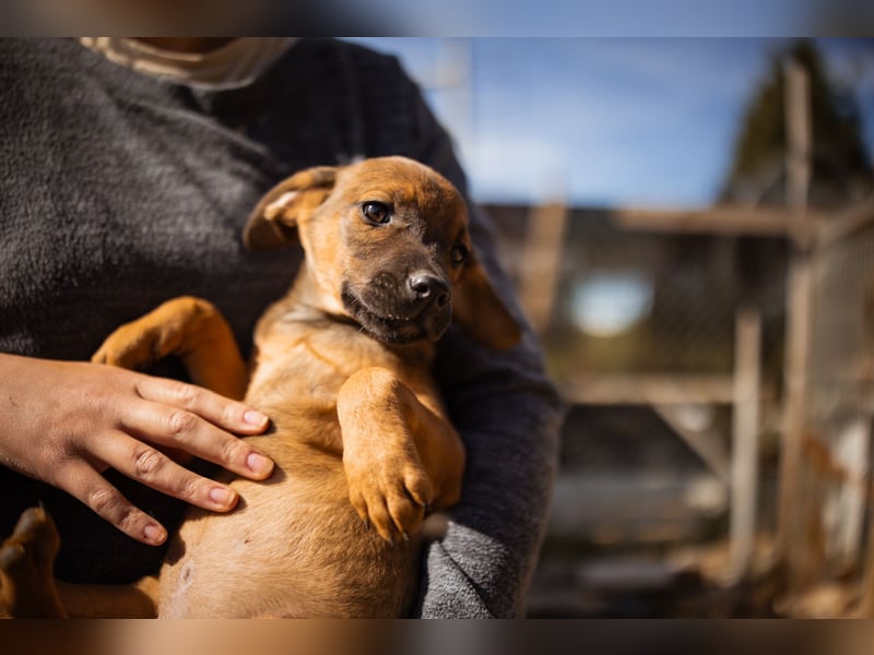 Tilly ❤️ aufgeweckte, lebenslustige Maus