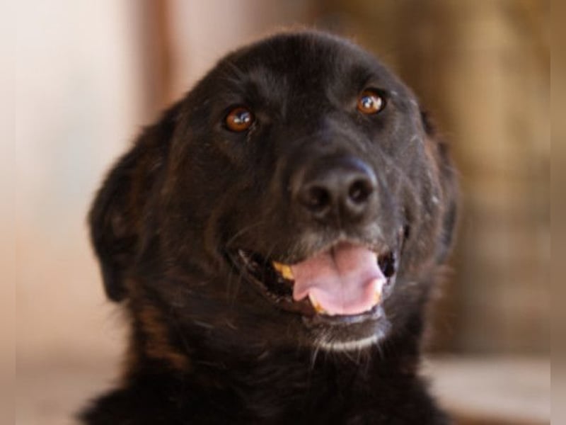 SHADOW❤️freundlicher, sanfter, treuer Familienhund