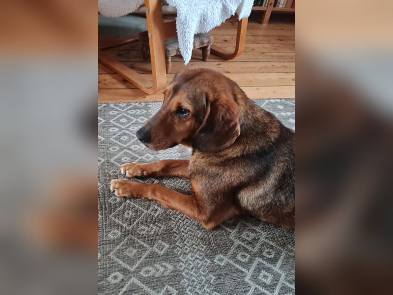 Reina in 01640 Coswig