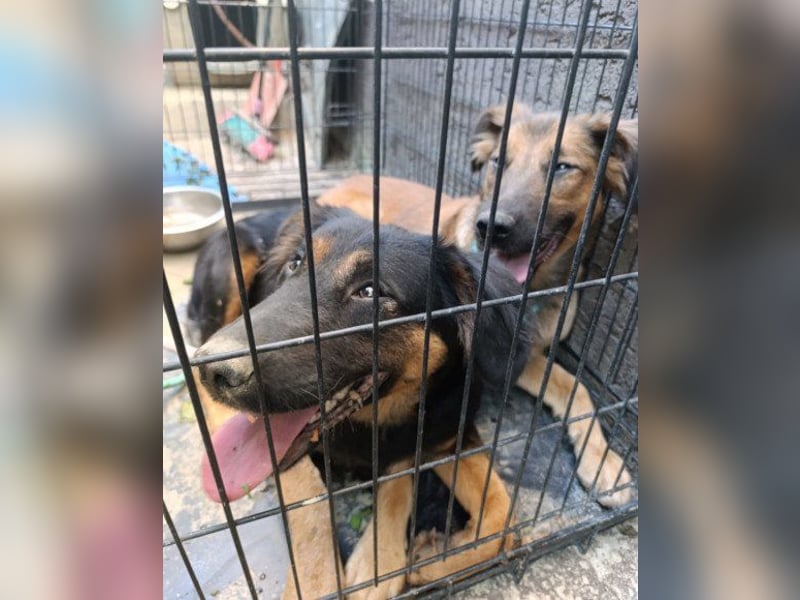 Kleine, schüchterne Vaiana = sucht Liebe und Treue