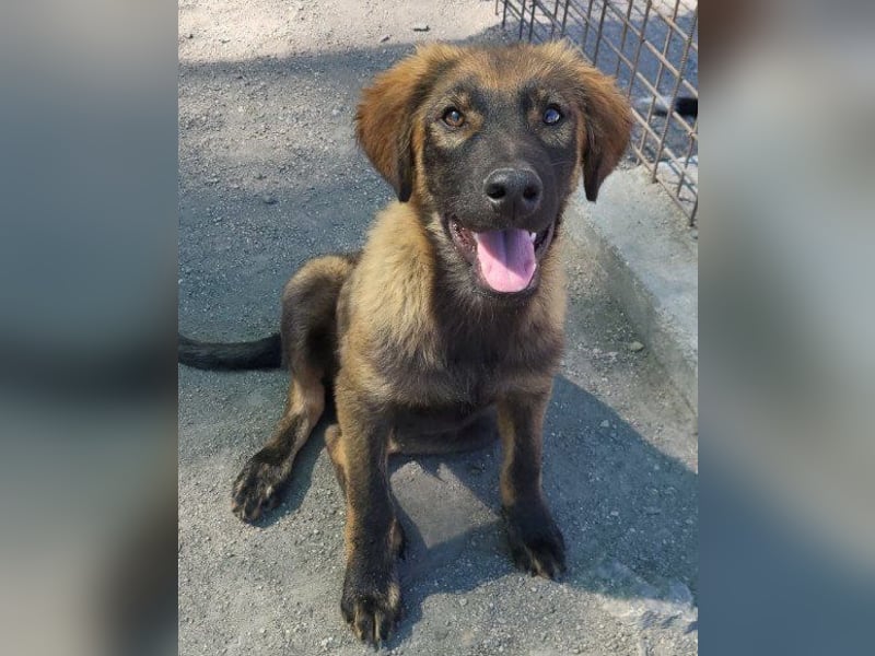 Bub ♥Bertie♥ lieber, fröhlicher Jungrüde