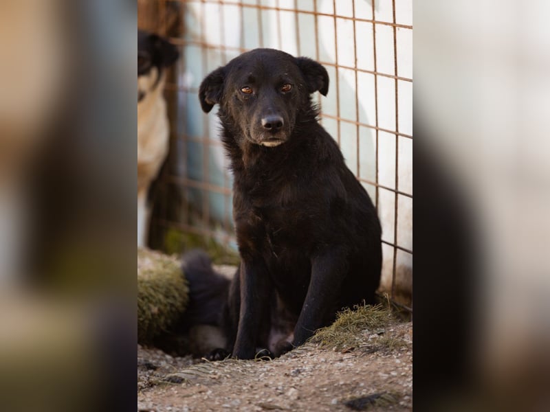 Black-Beau ♥ Sasha ♥ noch schüchtern, verständlich, aber ein großes Fellherz