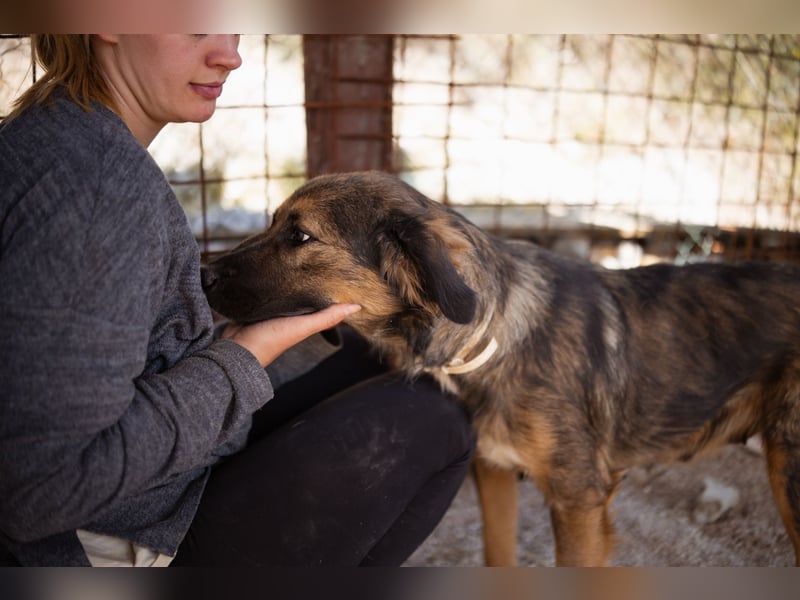 Jacky ❤️ junge Traumhündin sucht Zuhause Jacky ❤️ junge Traumhündin sucht Zuhause