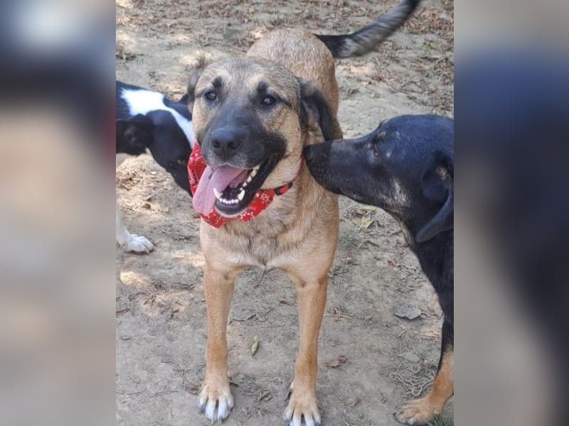 JENNI❤️liebenswerte, soziale und lernfreudige Schmusebacke