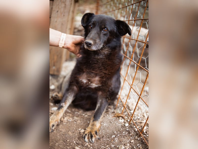 Liebevolle Hunde-Omi Gara ❤️ so sanft, freundlich und ruhig!