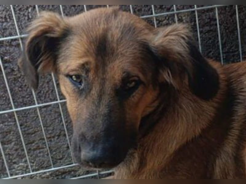 Schüchterne Crissi - braucht Liebe und Halt