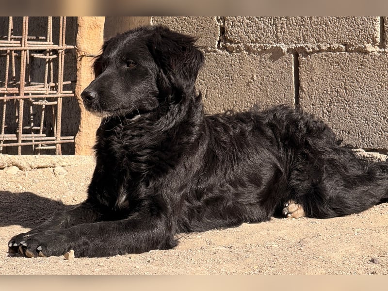 Mila ❤️ so süßes + lebensfrohes Hundemädchen!