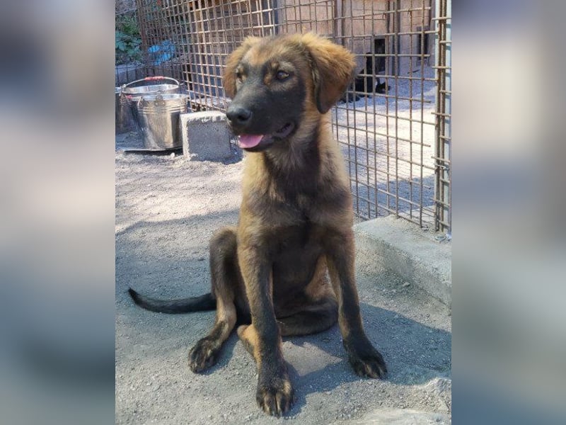 Bub ♥Bertie♥ lieber, fröhlicher Jungrüde