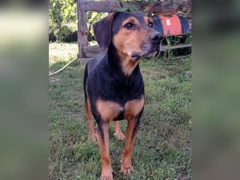 Jasco ❤️ neugieriger, lebhafter & verspielter Rüde