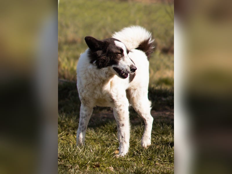 Toller Rüde ♥Thor♥ ruhig & ausgeglichen mit einem kleinen Tick