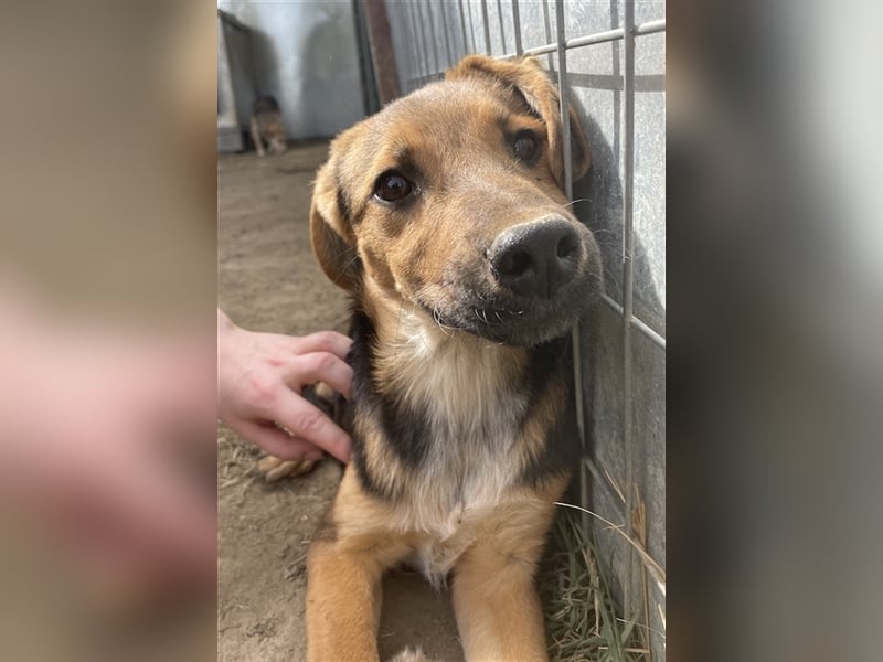 Houston, geb. ca. 07/2023, lebt in GRIECHENLAND, auf einer privaten Pflegestelle