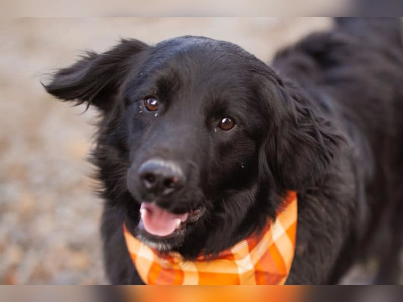MIKE❤️Gute-Laune-Retriever-Mix sucht sein Glück