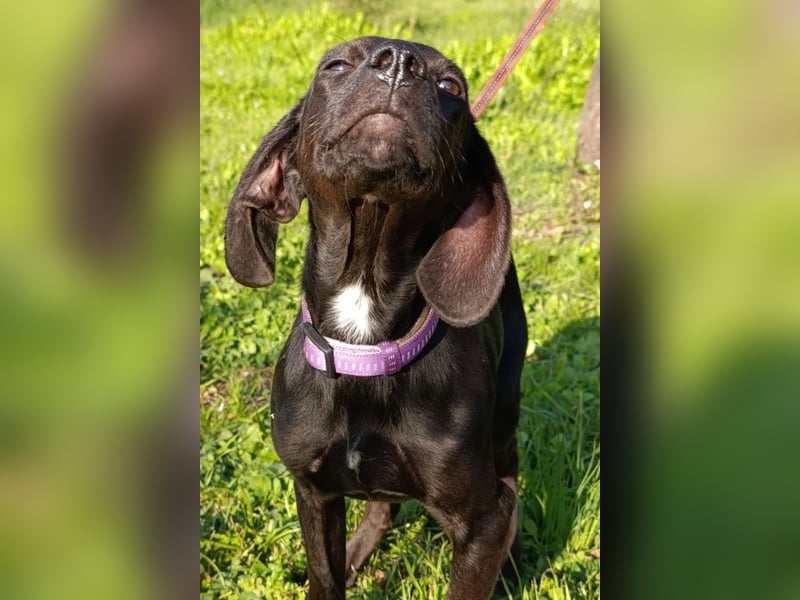 Luna ❤️ fröhliches, aktives Hundemädchen