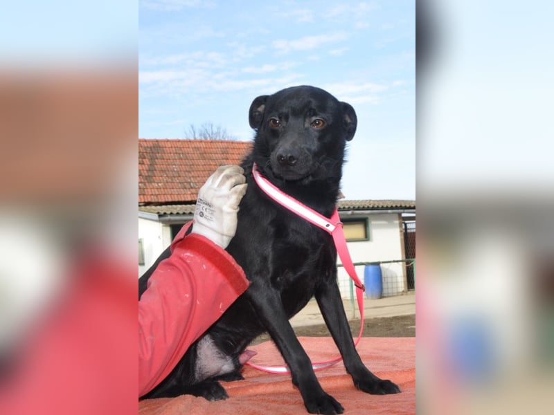 MOUSY❤️freundlicher, schüchterner Sonnenschein und katzenverträglich