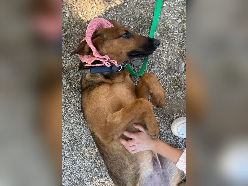 Dragana ❤️ Schmusemaus sucht Zuhause