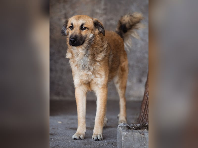 Ben ❤️ schmusiger, schüchterner Hundebub