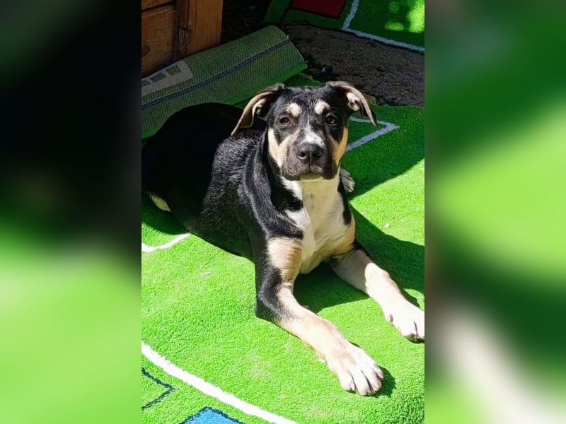 Lykka ❤️ fröhliches, verspieltes & neugieriges Hundemädchen