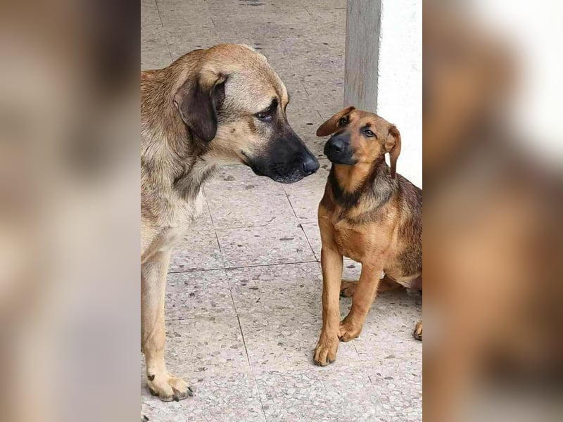 Dragana ❤️ Schmusemaus sucht Zuhause