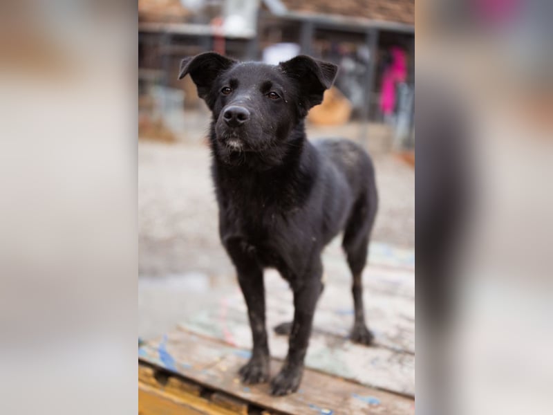 Loris ❤️ verspielter, aktiver + so lieber Jungrüde