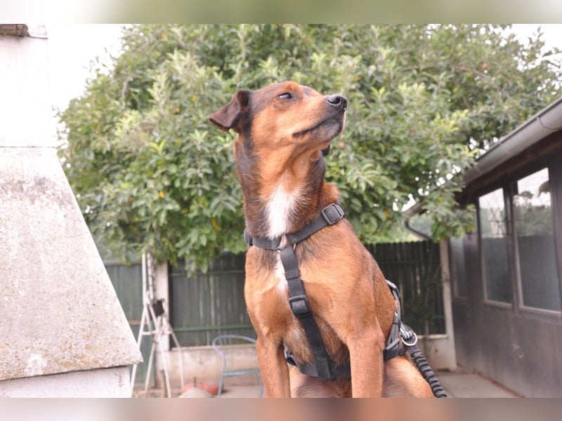 Lieber ♥Amon♥ sozialer, neugieriger Rüde