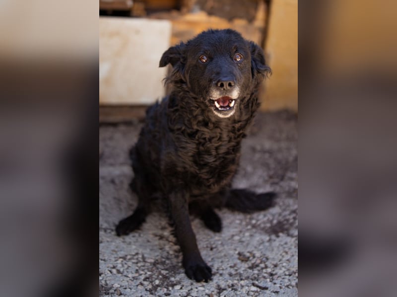 Nox ❤️ liebevoller Kämpfer auf 3-Beinen