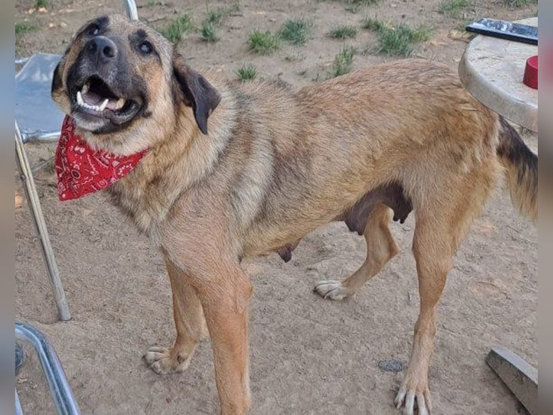 JENNI❤️liebenswerte, soziale und lernfreudige Schmusebacke