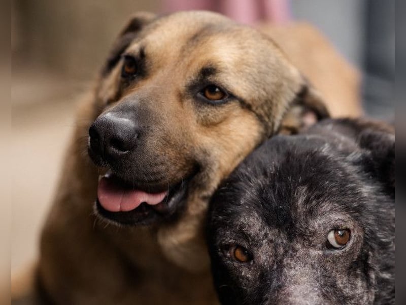 Good-Boy LINO❤️zutraulich, sozial & aufgeschlossen