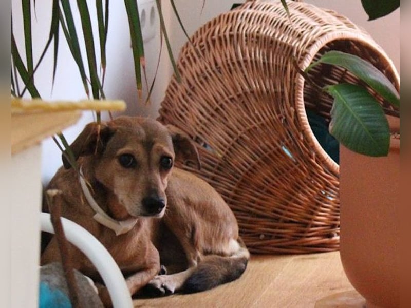 Notfellchen-Mathilda ❤ wartet in 90427 Nürnberg