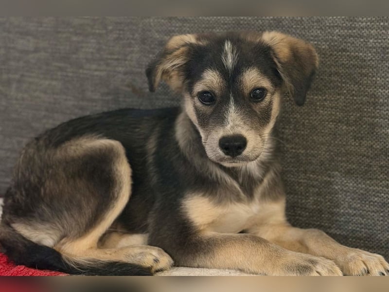 Mišo ❤️ kleiner verspielter Welpenbub sucht Liebe!