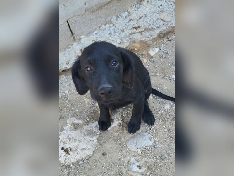 Knutschkugel GRACIE❤️zauberhaftes Fellschnute sucht ihr Zuhause fürs Leben