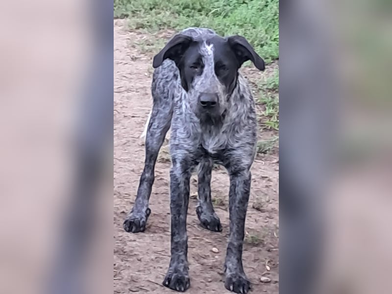 Berta, Hundemädchen sucht liebevolle Hände