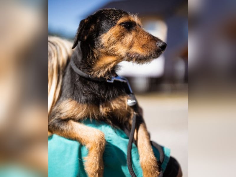 RICARDA❤️sanfte Terrier-Dame mit großem Herz sucht liebevolles Zuhause RICARDA❤️sanfte Terrier-Dame mit großem Herz sucht liebevolles Zuhause