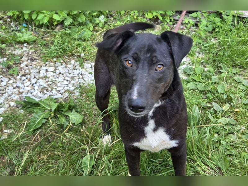 Amber ❤️ sanfte + verträgliche Seele!
