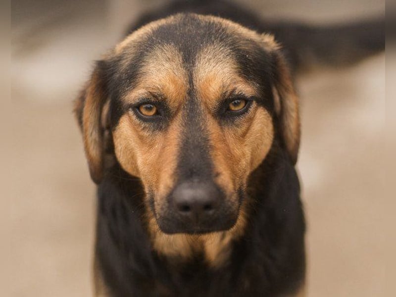 Wundervolle Aylini sucht ein Zuhause