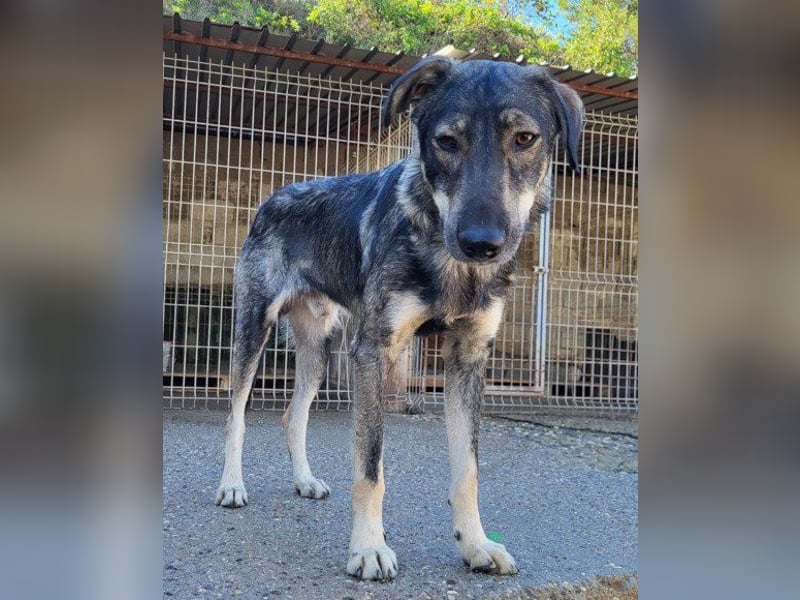 Mili-HSH-Rüde: braucht Liebe & Vertrauen