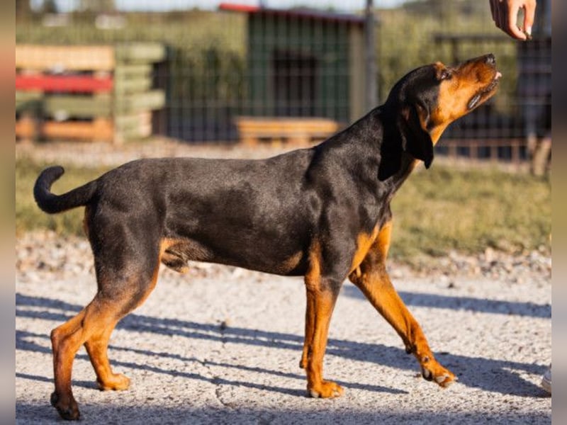 Ruhiger Jimmy ❤️ sucht liebesvolles Zuhause