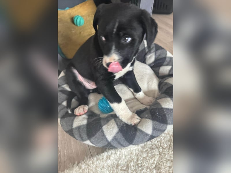 Welpe LENNI❤️kleiner Entdecker sucht sein großes Glück!