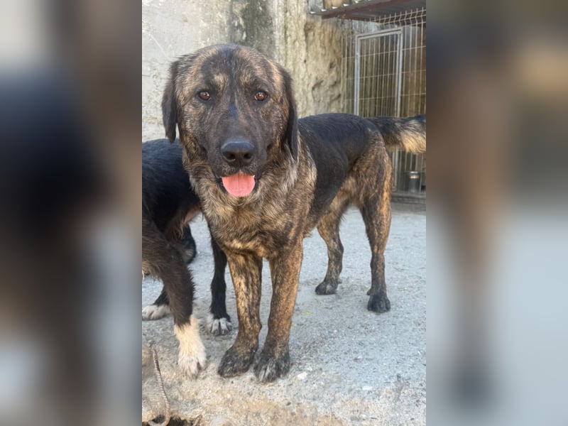 Ludwig ❤️ unser lieber, verschmuster Jungrüde!