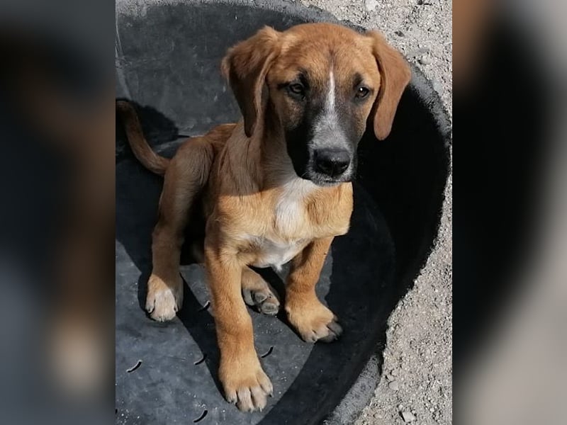 Sanfter ♥Amigo♥ erwartet dich bereits in 74749 Rosenberg