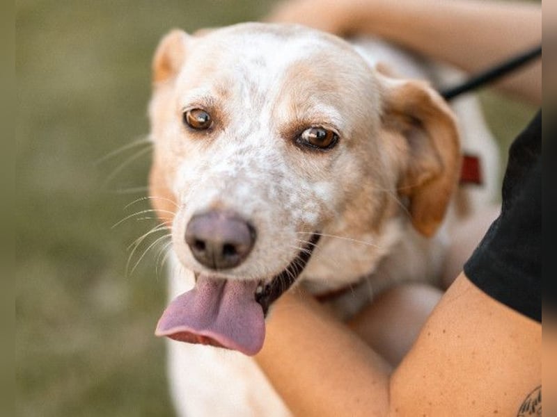 Lucy ❤️ liebe + gutmütige Zuckerschnute