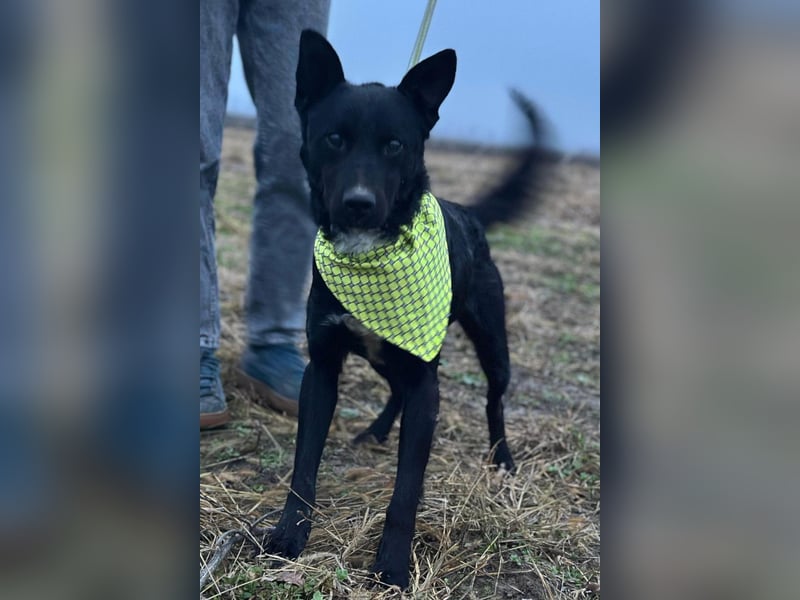 Sokol ❤️ verschmuster, verspielter Hunde-Schatz sucht sein Zuhause