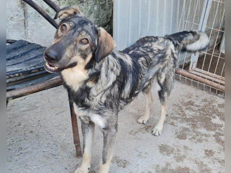 Mili-HSH-Rüde: braucht Liebe & Vertrauen