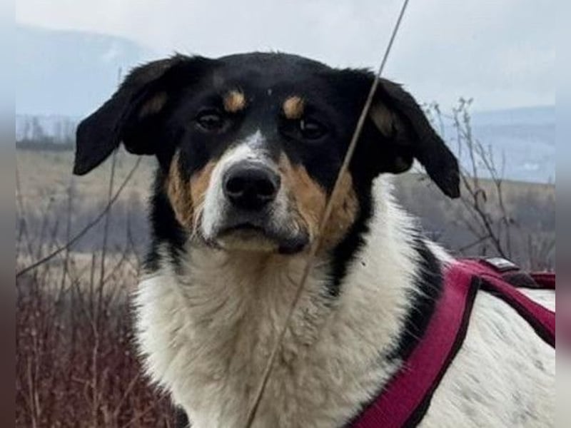Milly ❤️ liebe, sanfte Hündin sucht dich!